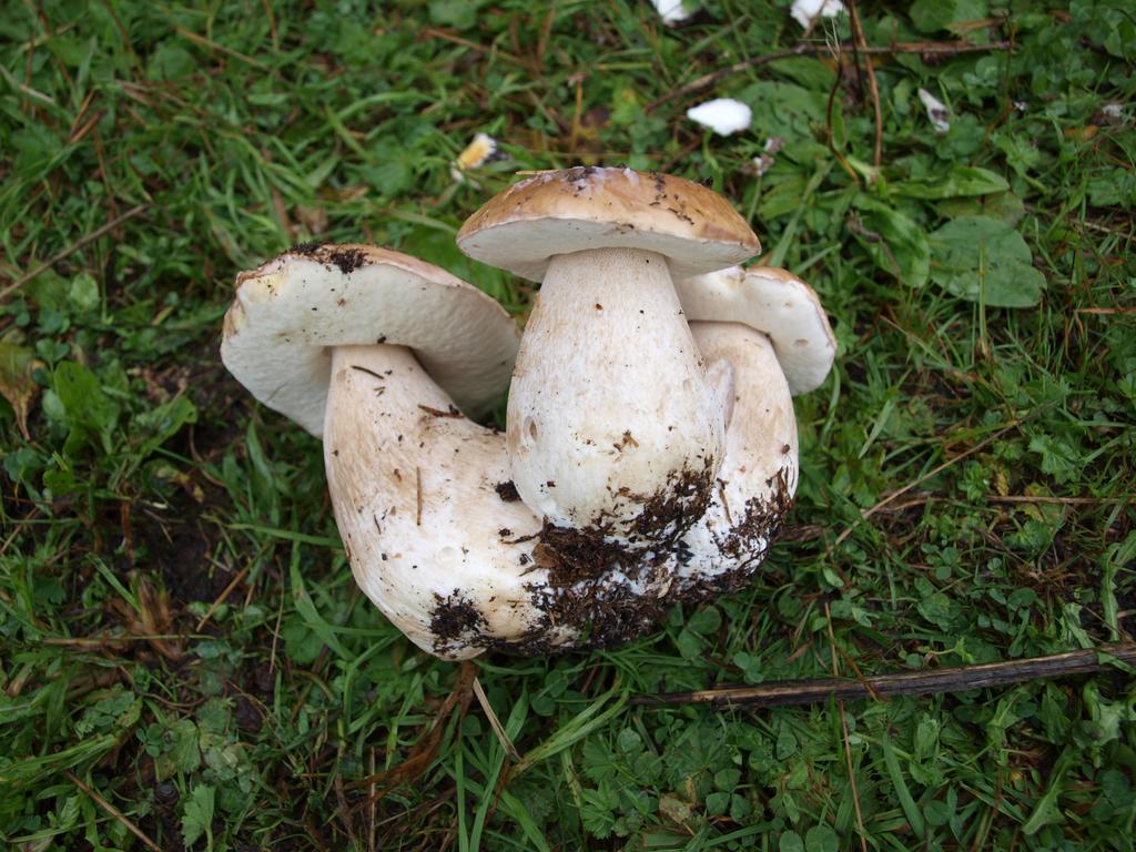 Penzion Koruna Nitrianske Rudno Exteriör bild